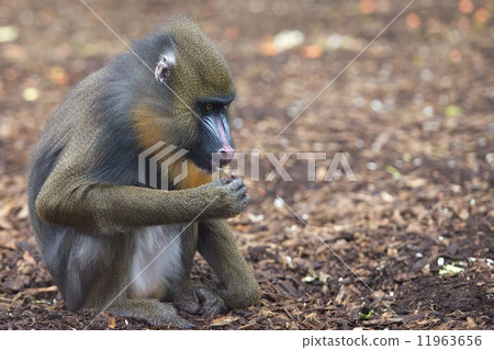 Isolated Mandrill Monkey portrait 11963656