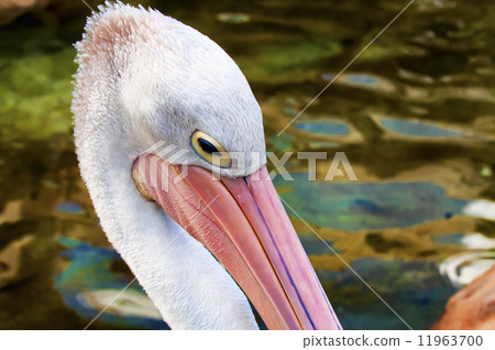 A pelican close up portrait 11963700