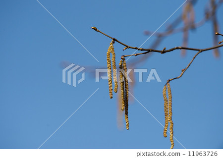 hazelnut tree flowers 11963726