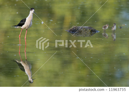 young puppy bird black-winged stilt and mother young puppy bird black-winged stilt and mother 11963735