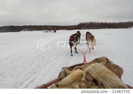 sledding with sled dog in lapland in winter time 11963743