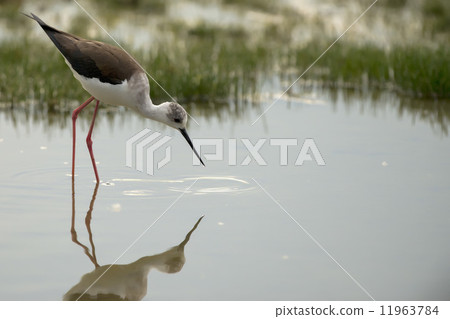 black-winged stilt 11963784