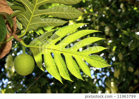 breadfruit on tree 11963799