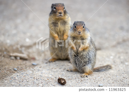 Ground canadian squirrel 11963825