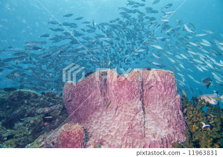 A Giant sponge in the blue background 11963831