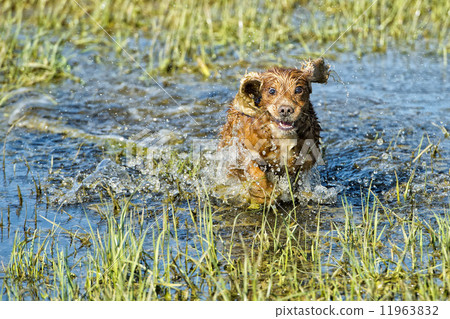 Dog Puppy cocker spaniel playing in the water 11963832