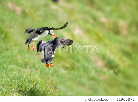 Two puffin landing on green grass Two puffin landing on green grass 11963875