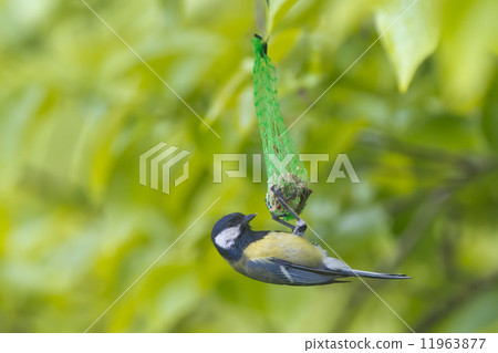 A blue tit while eating on the green background 11963877