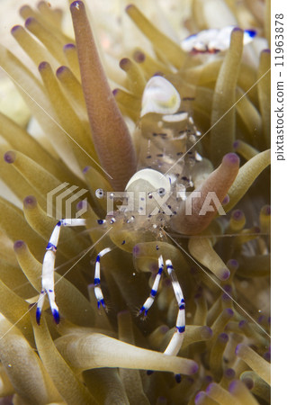 shrimp on soft coral 11963878