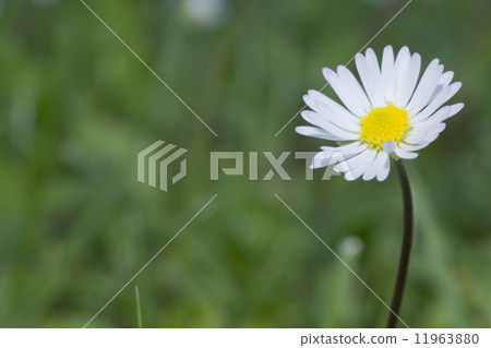 Daisy flowers on green background Daisy flowers on green background 11963880