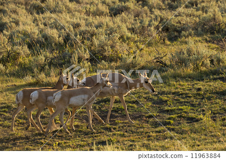 Pronghorn in Lamar Valley Yellowstone Pronghorn in Lamar Valley Yellowstone 11963884