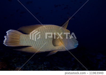 A napoleon fish in the black background 11963940