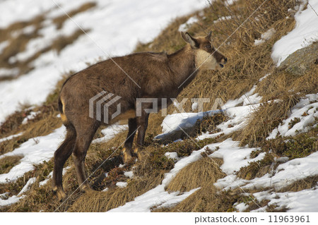 An isolated chamois deer in the snow background 11963961