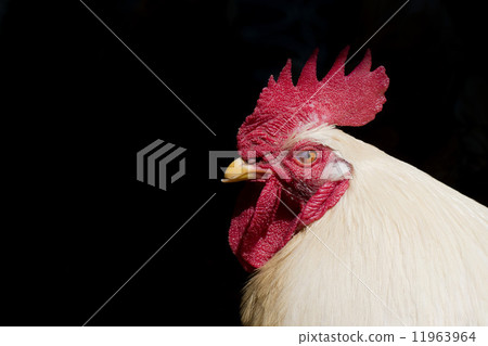 A white rooster cock portrait 11963964