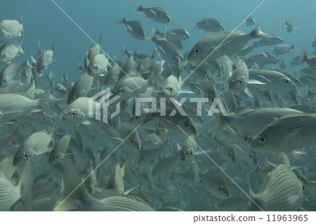 Inside a school of fish underwater 11963965