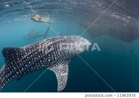 Whale Shark coming to you underwater 11963978