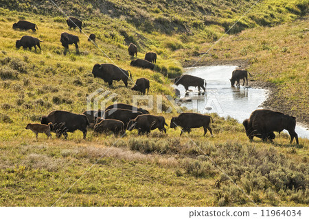 Buffalo Bison while crossing a creek in Lamar Valley Yellowstone 11964034