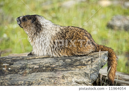 Rocky Mountains Canadian Marmot Portrait 11964054