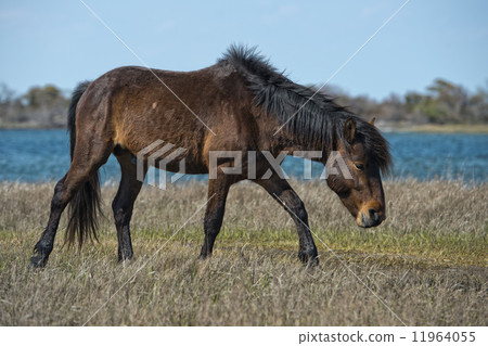 Assateague horse wild pony 11964055