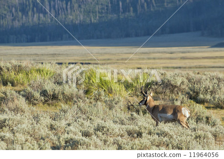 Pronghorn in Lamar Valley 11964056