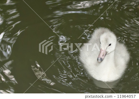 Isolated puppy young Swan portrait looking at you 11964057