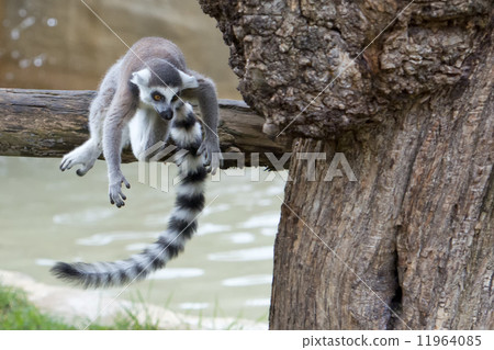 lemur monkey 11964085