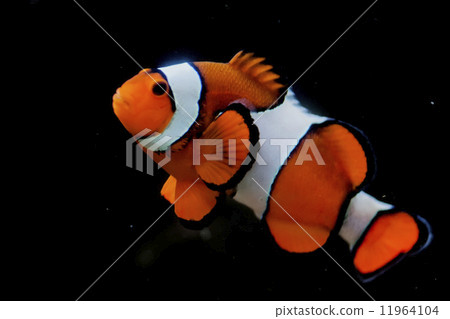 Clown red fish in red anemone in the black background 11964104