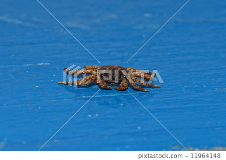 small crab portrait small crab portrait 11964148