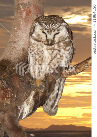 Isolated Owl on the sunset yelllow background Isolated Owl on the sunset yelllow background 11964150
