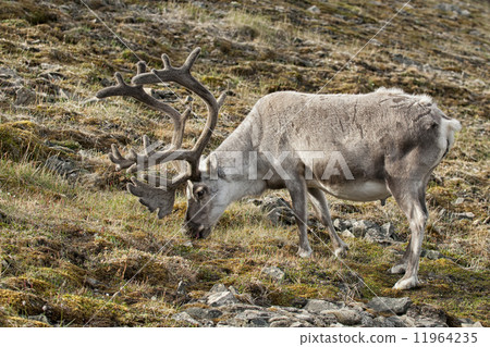 wild reindeer in Spitzbergen wild reindeer in Spitzbergen 11964235