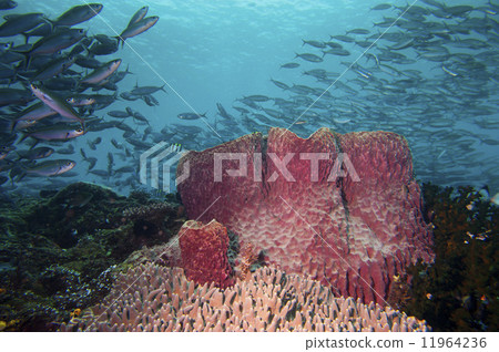 A Giant sponge in the blue background Raja Ampat Papua, Indonesia 11964236