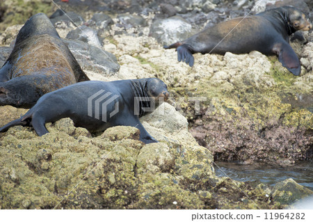 sea lion seals relaxing 11964282