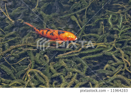 Koi carp 11964283