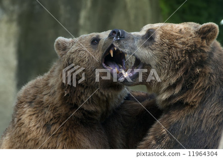 Two Black grizzly bears while fighting 11964304