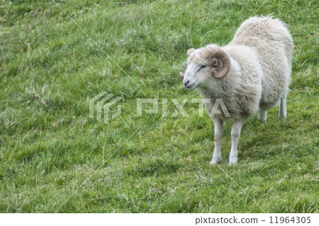 Big white ram sheep 11964305