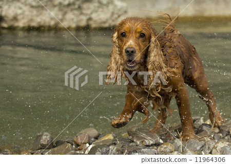 English cocker spaniel dog looking at you 11964306