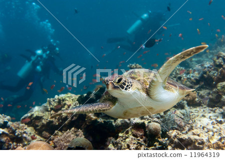 turtle coming to you underwater 11964319