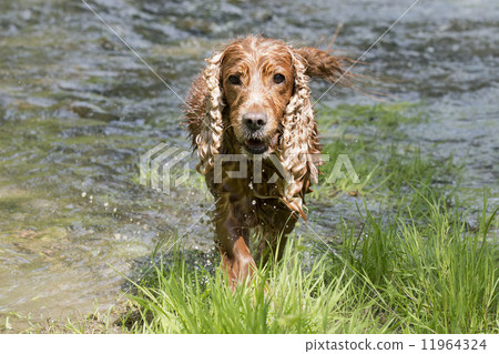 Isolated english cocker spaniel while playing in the river 11964324