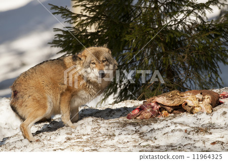 Grey wolf on the snow background Grey wolf on the snow background 11964325