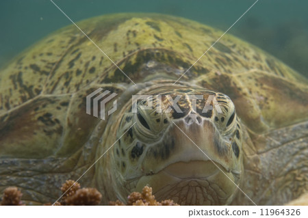 A sea Turtle portrait close up while looking at you A sea Turtle portrait close up while looking at you 11964326
