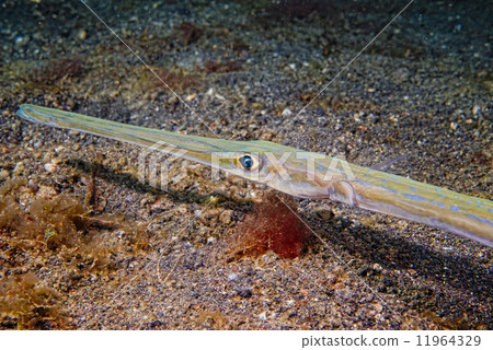 Cornet Fish Fistularia commersonii Cornet Fish Fistularia commersonii 11964329