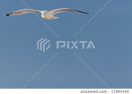 An isolated seagull looking down in the blue background 11964340