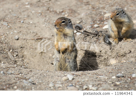 Ground squirrel portrait Ground squirrel portrait 11964341