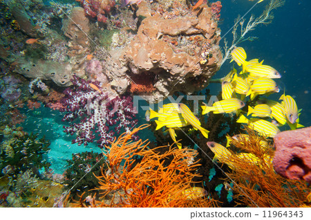 The colorful underwater realms of Raja Ampat, Papua Indonesia 11964343
