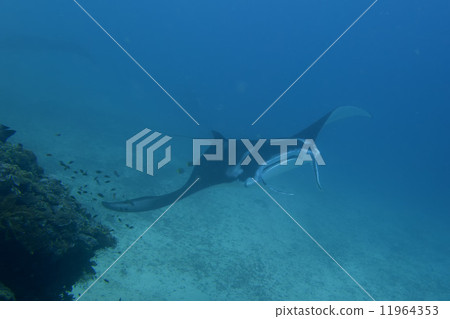 An isolated Manta in the blue background 11964353