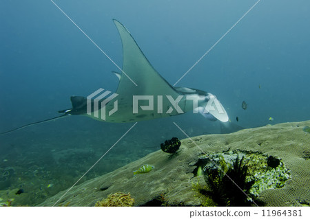 An isolated Manta in the blue background 11964381