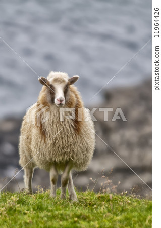 Sheep ram in iceland Sheep ram in iceland 11964426