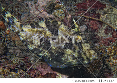 triggerfish underwater 11964432