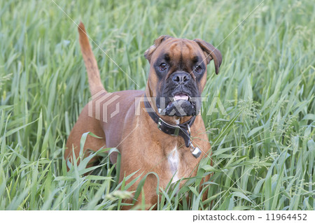 Isolated boxer young puppy dog while jumping on green grass Isolated boxer young puppy dog while jumping on green grass 11964452