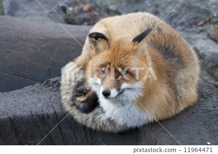 red fox portrait 11964471